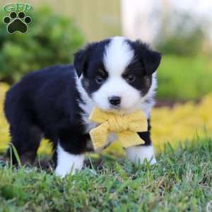 Elliot, Toy Australian Shepherd Puppy